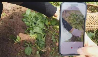电商达人线上代销 助力本土农产品 “出山”