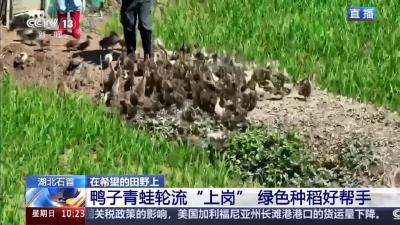 央视聚焦石首团山寺镇，“鸭蛙稻”与智能育秧成亮点
