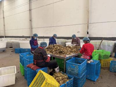 石首农产品加工业：开足马力生产忙 产销两旺势头好