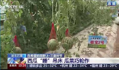 央视直播报道：石首西瓜“睡吊床” 轮作铺就“甜蜜”致富路