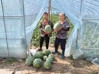 记者走基层丨探访石首市大垸镇和丰村土地“三统一分”运营机制