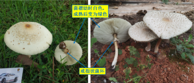 石首市开展毒蘑菇专项监测行动 筑牢食品安全防线