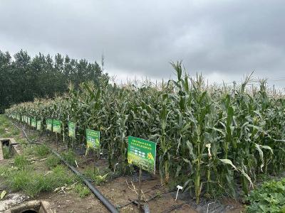 新品种甜玉米试种农场探索产业升级新路径