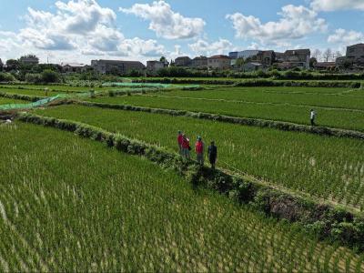 石首“电哨长”全力保障鸭蛙香稻“用电无忧”