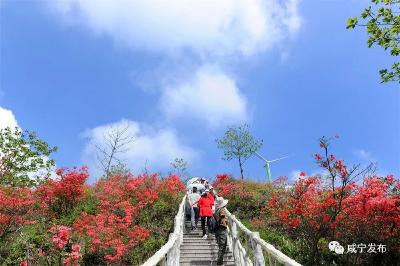 通山：漫山杜鹃“带红”乡村游