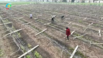 南平镇五一村积极开展灾后农业生产恢复
