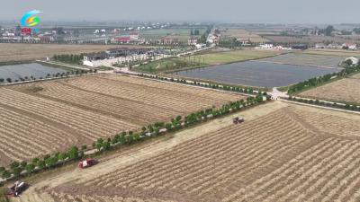 公安县近60万亩油菜喜迎丰收 分段式收割助力节本增效