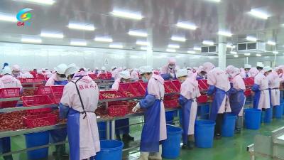 麻豪口镇：“小龙虾加工”打造富民产业路