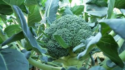 荆州公安：收购商都抢着要，什么菜这么火爆？