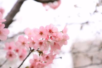 千里江陵〡三千樱树，花艳一泓清水