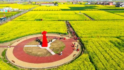 资市镇：八方游客花中过 百亩菜花正迎春