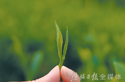 【这里是湖北】刚刚宣布：恩施硒茶，全球推广！
