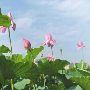 【这里是湖北】今天，新华社聚焦洪湖这项工作……