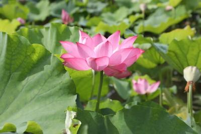 “荷”你在一起