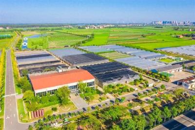 在江陵的甜蜜采摘