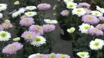 万卉园：鲜花绽放蕴商机