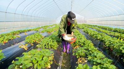 普济镇田家坊：红颜草莓正飘香