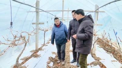 积极防范雨雪冰冻灾害丨农技专家深入田间地头 指导农户应对极端天气