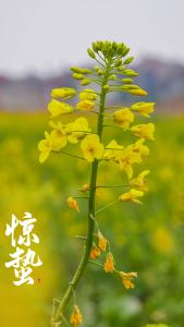 微雨众卉新 一雷惊蛰始
