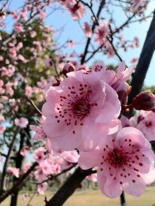 踏青赏花正当时 不负春日好时光