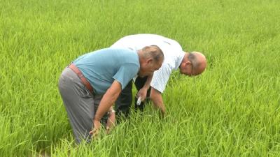 江陵：农技专家送“技”上门