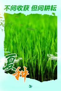 种下地，不负夏！江陵夏种正当时