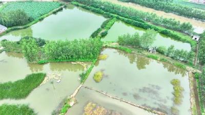 白马寺镇：抢排滞水 加固堤防