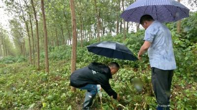 三湖管理区：巡堤查险 生产自救