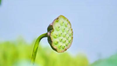 江陵美食探秘：“水乡三宝”的味觉盛宴
