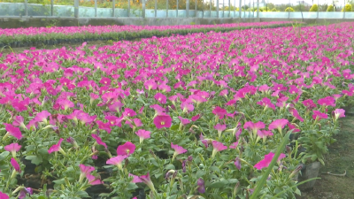 熊河镇万卉园：花卉种类400种 年销量500万盆