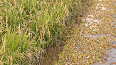 呱呱呱！一田双收好“钱”景