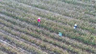 江陵这里的棉花“熟”啦！亩均单产500斤