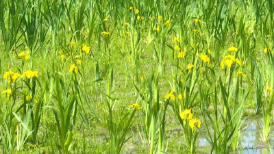 湖北懿昌能兴：开拓水生植物市场 年产杯苗超3000万株