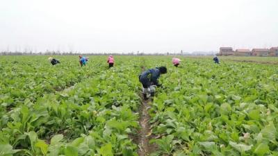 郝穴镇颜闸村：冬季菜苔走俏市场