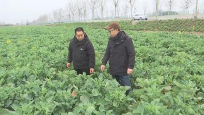 马家寨乡：油菜春管有良方
