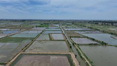 建功支点建设 加快乘势跃升丨江陵：“江汉大米”核心地 “鱼米之乡”新图景