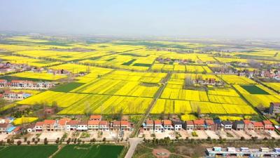 马家寨乡：万亩花海涌金波 油菜之乡奏强音