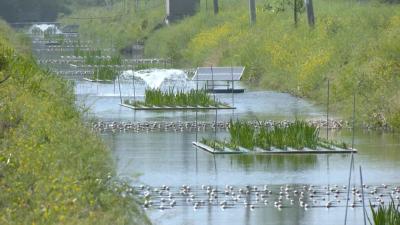 三湖管理区生态浮岛让4.7万亩虾稻田尾水 