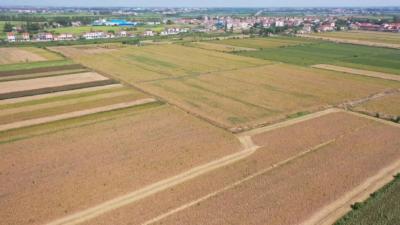 “优种良管”！秦市乡5000亩黄豆进入收割期