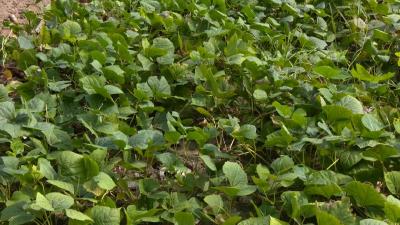 大兴村的“地瓜逆袭记”：小个头闯出新“钱”景