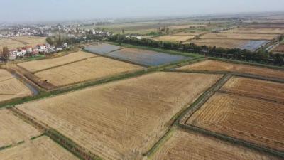 秸秆禁烧丨沙岗镇：以草为媒 绘就生态增收双图景