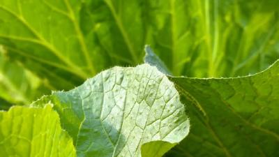 马家寨乡马林村：“三色田”里绘“丰”景