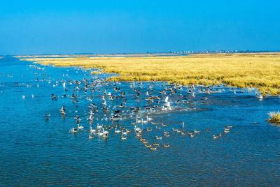 洪湖水质创下近十年最佳纪录 ，听听专家和群众怎么说