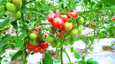 走，摘小番茄去→