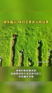 端午临近，秭归艾草进入收获季