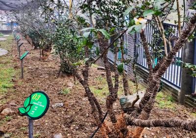 秭归丝绵茶有了自己的“芯片” 宜昌首个茶叶种质资源圃建成  