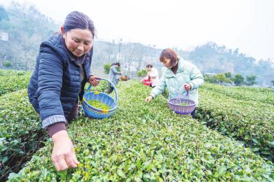 茶园抢“鲜”赶早市  