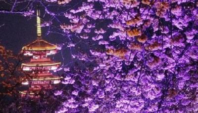 日夜畅游！2025武汉东湖樱花季启幕，十大主题玩法全公开