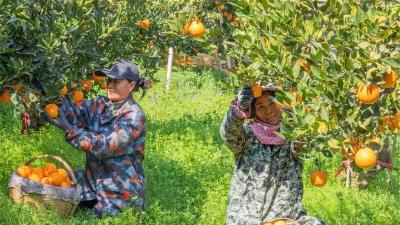 宜昌跨区劳务协作破解季节性缺工难题 “闲时劳力”精准对接“忙时需求”