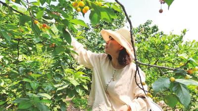 架锅山小水果产业向规模化品牌化迈进 樱桃红满枝 尝鲜正当时